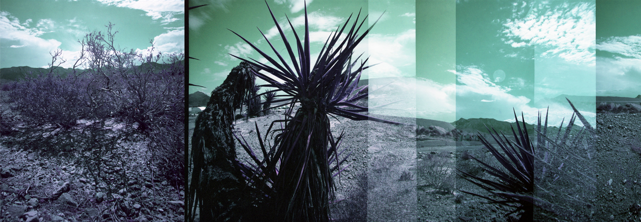 Linda Alterwitz, series Desert Project