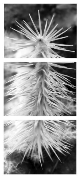 Linda Alterwitz, project Conversations With the Sun, series Joshua