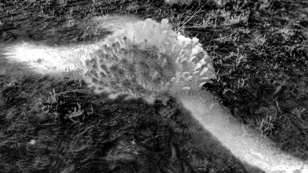 Linda Alterwitz, project Conversations With the Sun, series Joshua