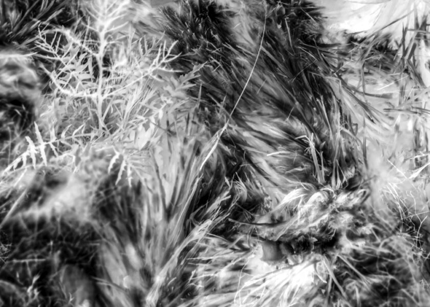 Linda Alterwitz, project Conversations With the Sun, series Joshua