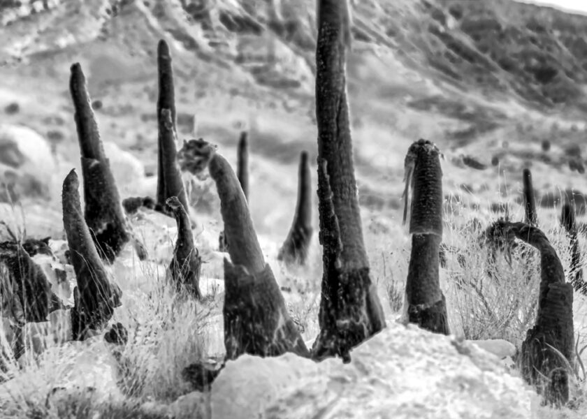 Linda Alterwitz, project Conversations With the Sun, series Joshua