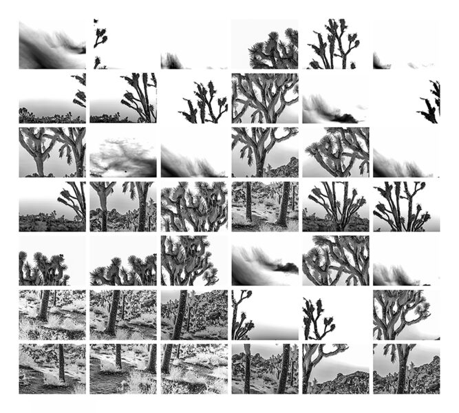 Linda Alterwitz, project Conversations With the Sun, series Joshua