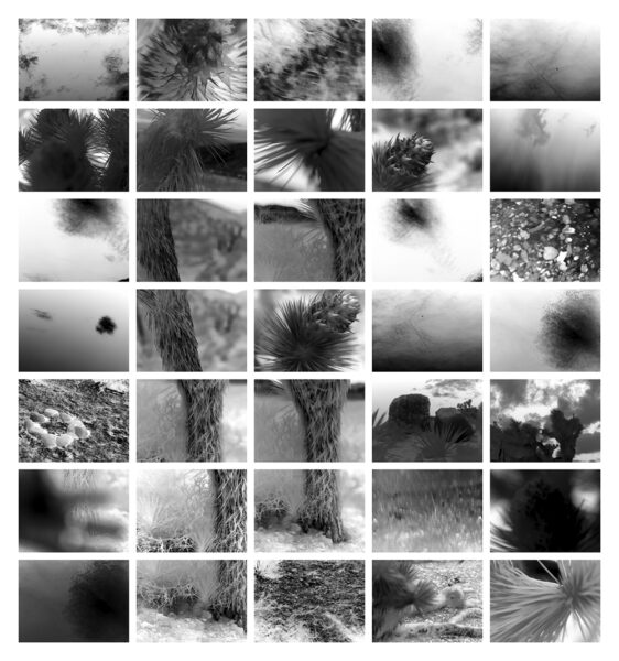 Linda Alterwitz, project Conversations With the Sun, series Joshua