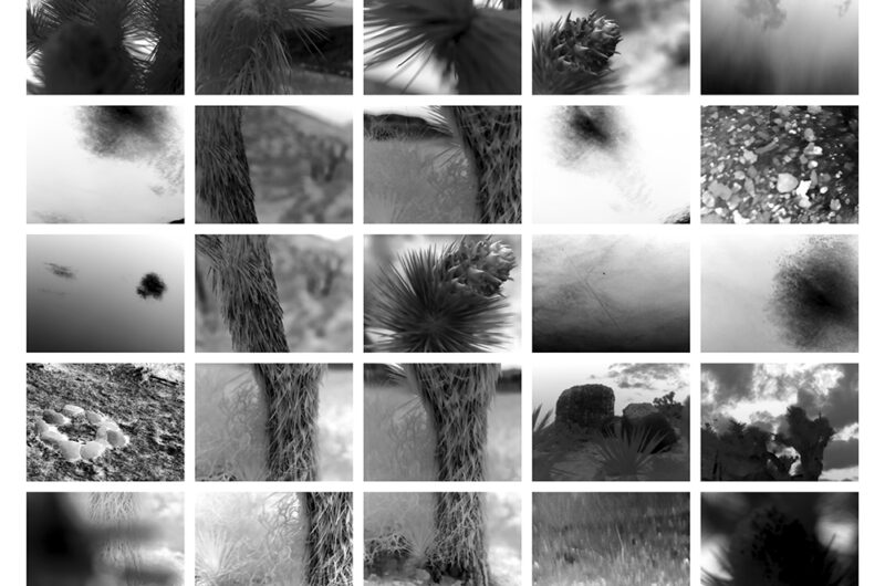 Linda Alterwitz, project Conversations With the Sun, series Joshua